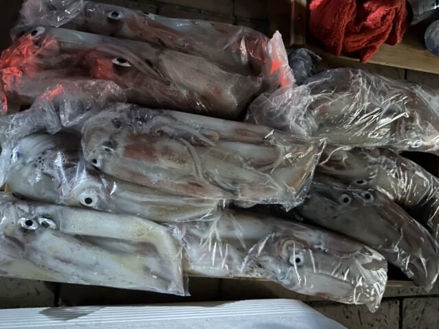 ケンサキ(ケンサキイカ)