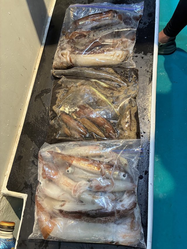 アカイカ(ケンサキイカ)