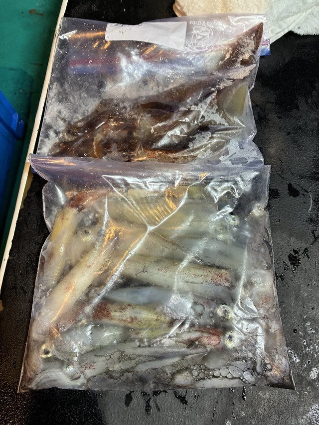 アカイカ(ケンサキイカ)