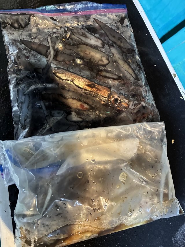 アカイカ(ケンサキイカ)