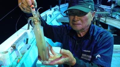 マイカ(ケンサキイカ)