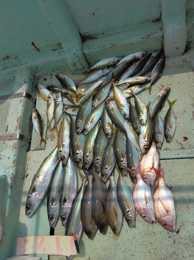 マダイ・マアジ・イサギ(イサキ)・マサバ