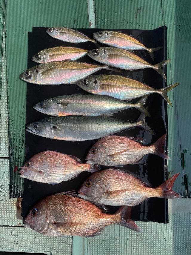 マダイ・マアジ・マサバ