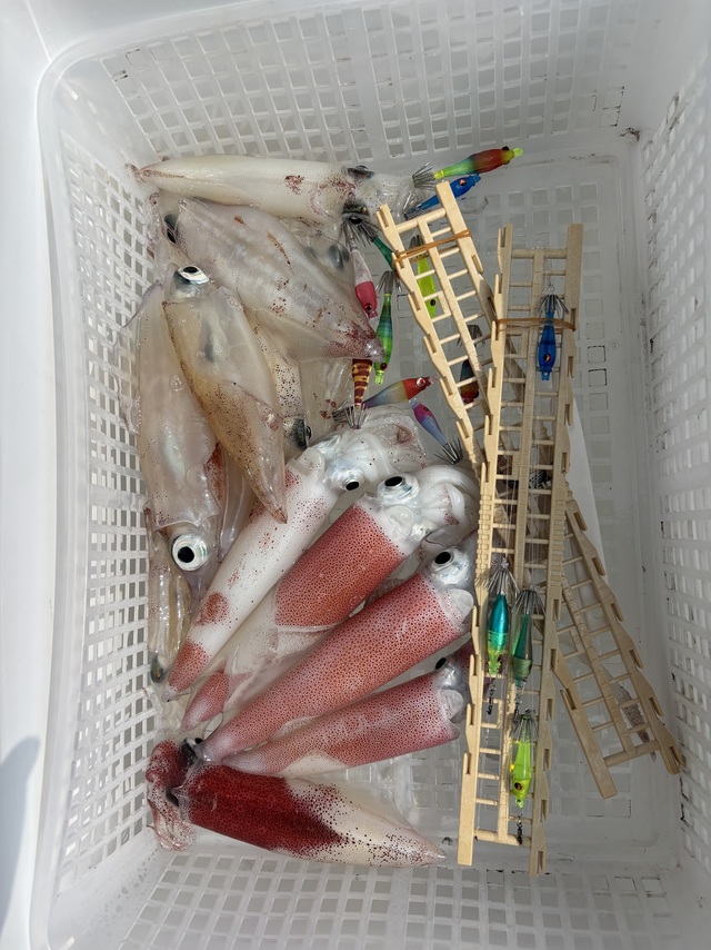 マルイカ(ケンサキイカ)