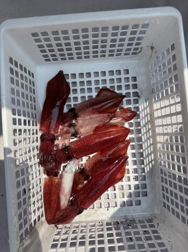 マルイカ(ケンサキイカ)