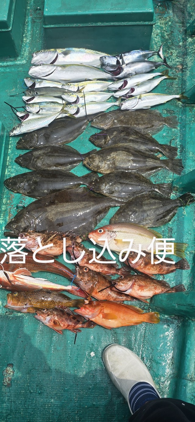 ハマチ(ブリ)・ヒラメ