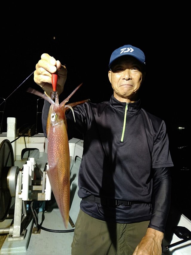 イカ(ヤリイカ)