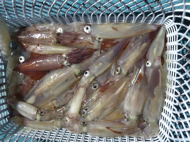 イカ(ヤリイカ)