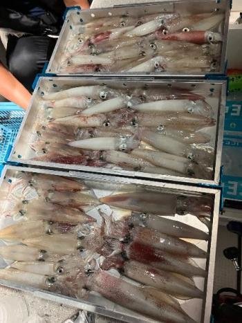 マイカ(ケンサキイカ)