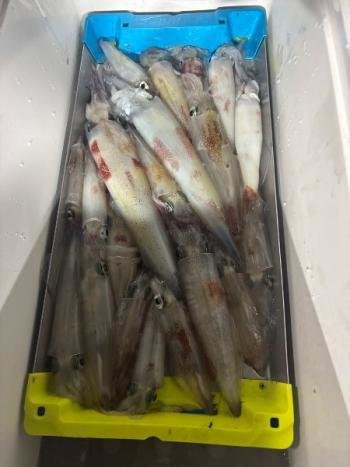 マイカ(ケンサキイカ)