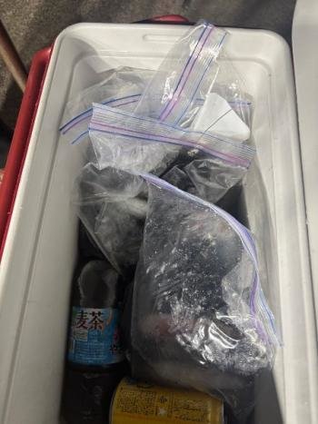 マイカ(ケンサキイカ)