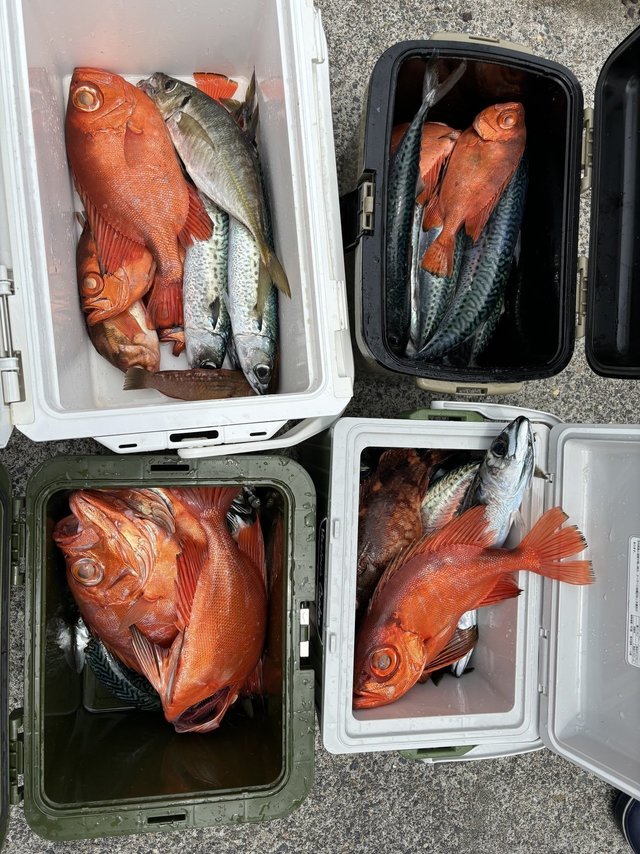 マアジ・チカメキントキ・マサバ