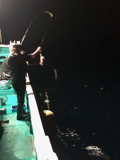 アカイカ(ケンサキイカ)