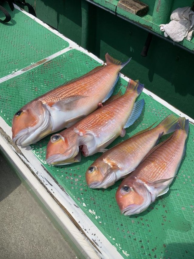 アマダイ(アカアマダイ)