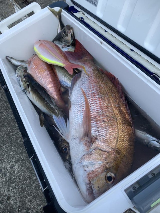 マダイ・アマダイ(アカアマダイ)・イトヨリ(イトヨリダイ)・サバ(ゴマサバ)