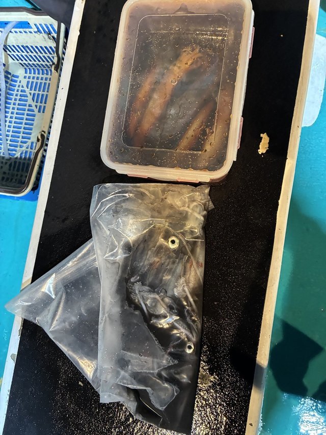 アカイカ(ケンサキイカ)