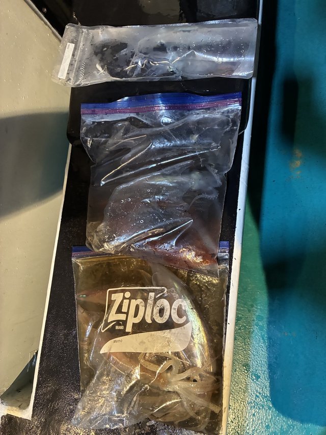 アカイカ(ケンサキイカ)