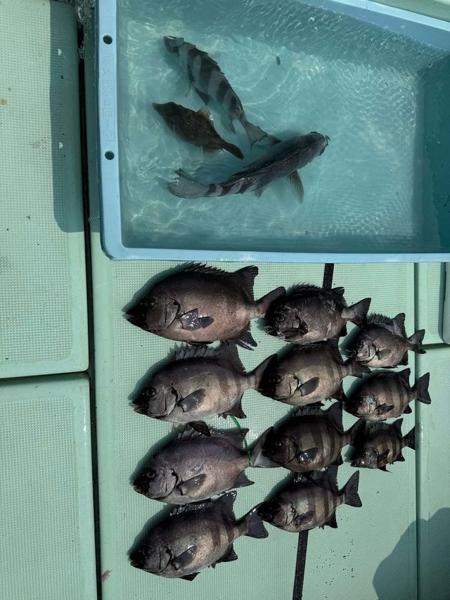 イシダイ・サンバソウ(イシダイ)・カワハギ