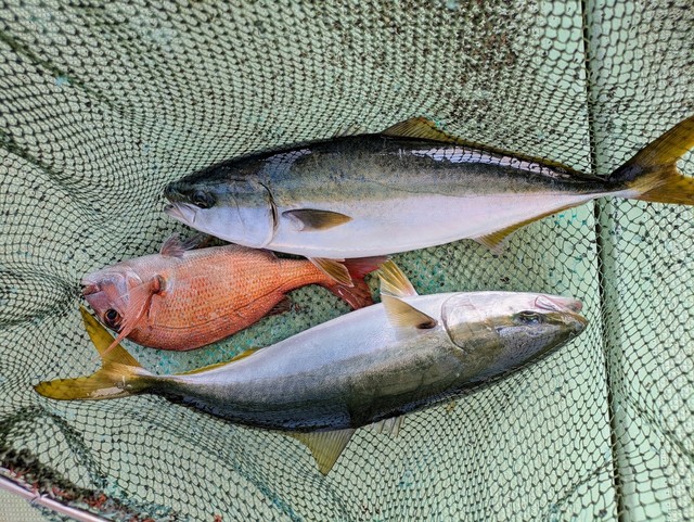 タイ(マダイ)・ハマチ(ブリ)