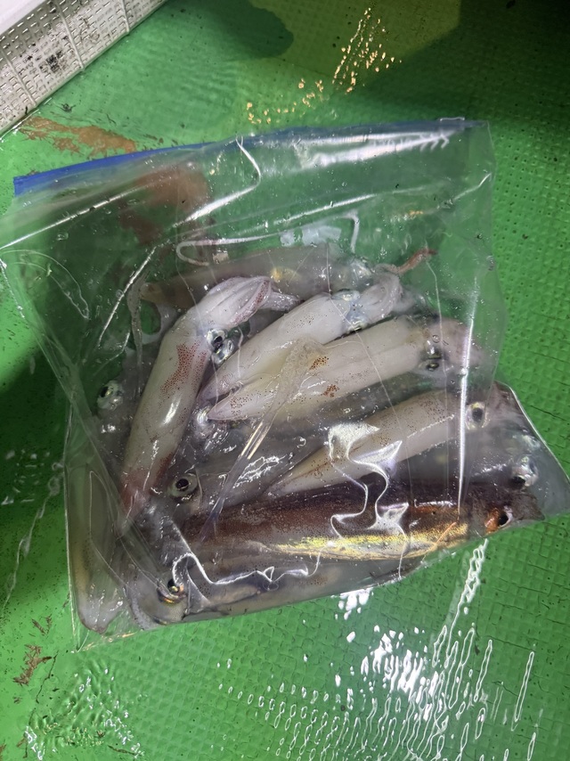 アカイカ(ケンサキイカ)