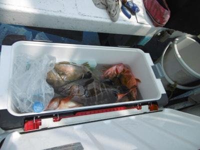 カサゴ・ハタ(マハタ)