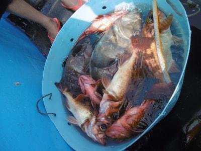 マトウダイ・ハタ(マハタ)・メバル(ウスメバル)