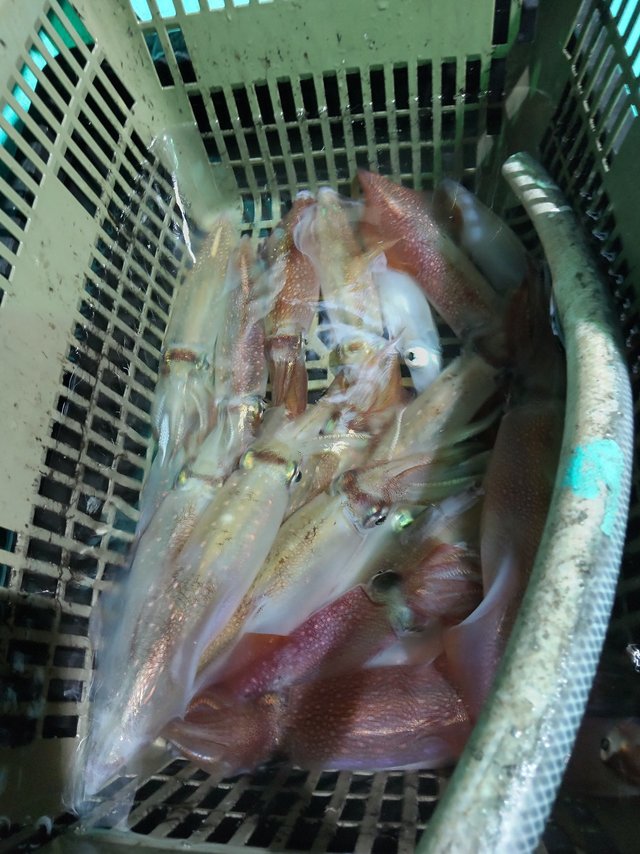 シロイカ(ケンサキイカ)