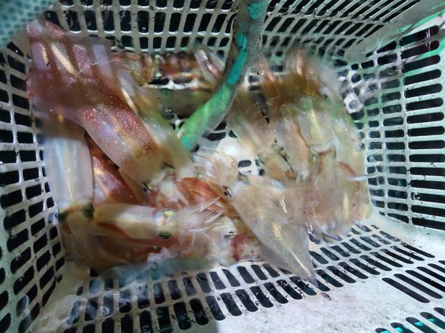 シロイカ(ケンサキイカ)