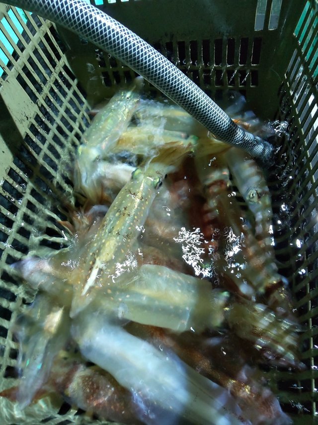 シロイカ(ケンサキイカ)