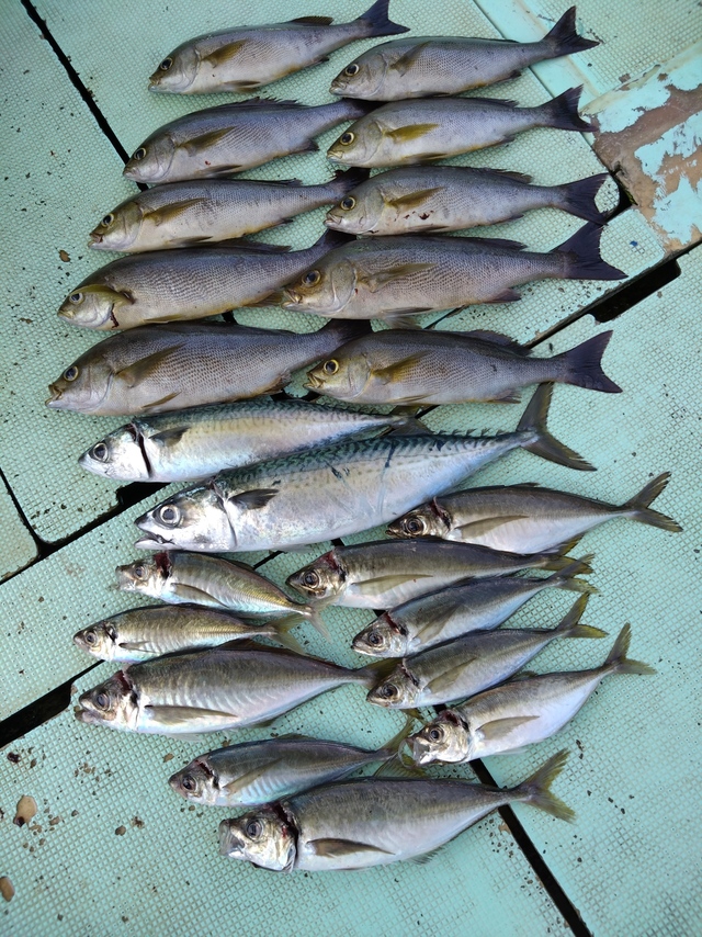 アジ(マアジ)・イサギ(イサキ)・サバ(マサバ)