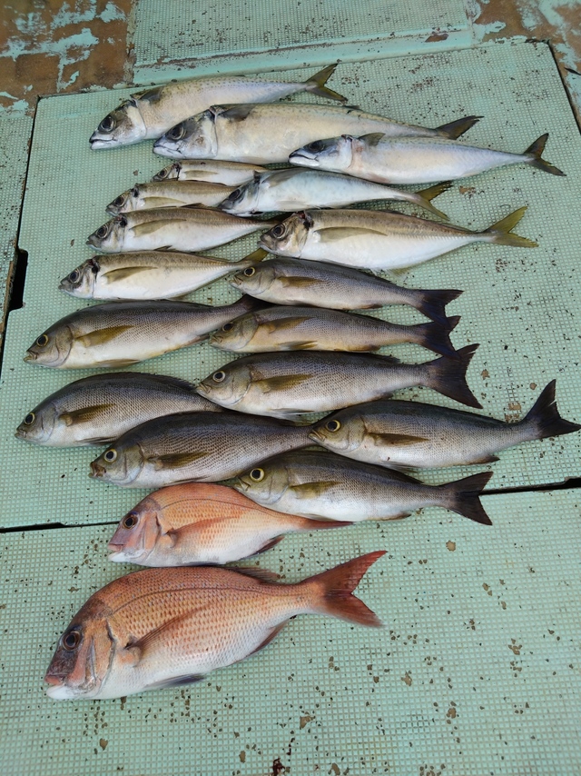 タイ(マダイ)・アジ(マアジ)・イサギ(イサキ)・サバ(マサバ)