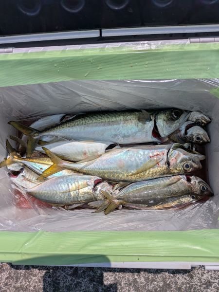 アジ(マアジ)・サバ(マサバ)