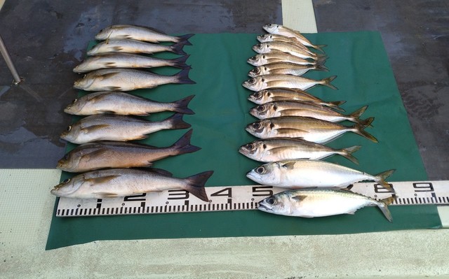 マアジ・イサギ(イサキ)・マサバ