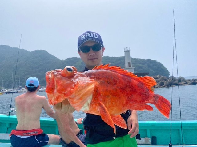 カンコ(ウッカリカサゴ)