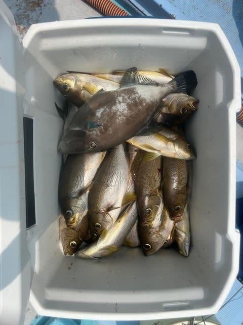 イサキ・ウマズラハギ(ウマヅラハギ)