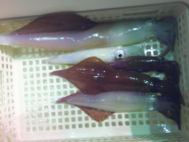 アカイカ(ケンサキイカ)