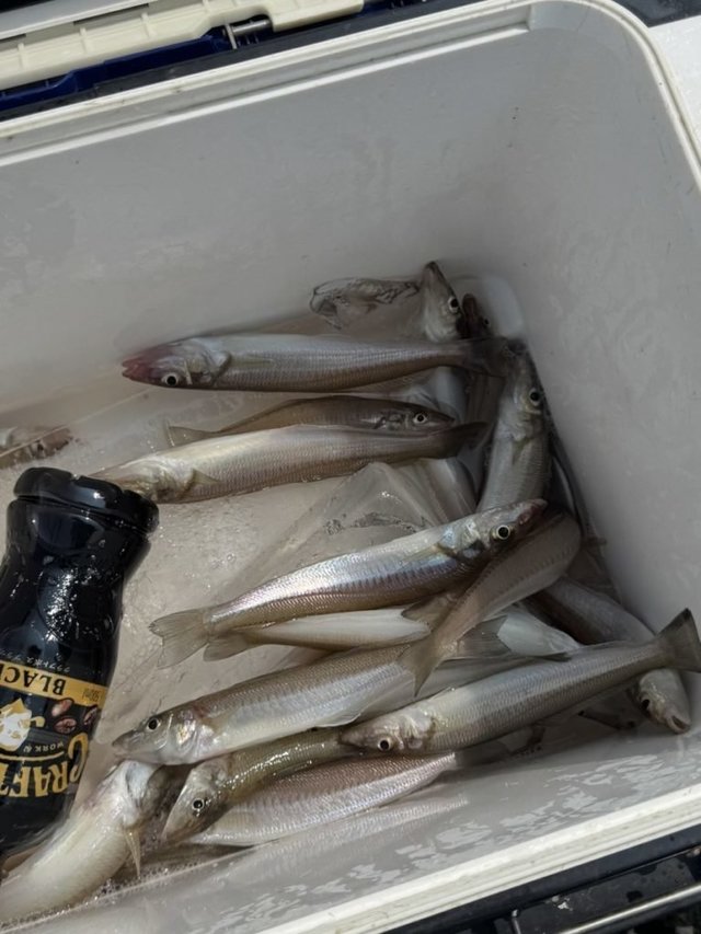 キス(シロギス)