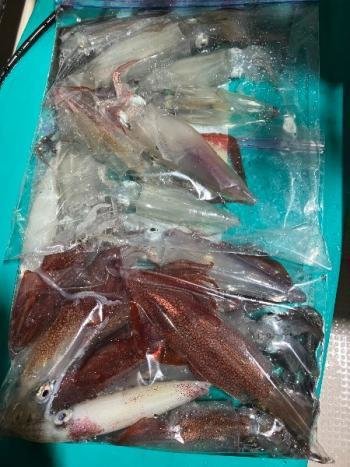 マイカ(ケンサキイカ)