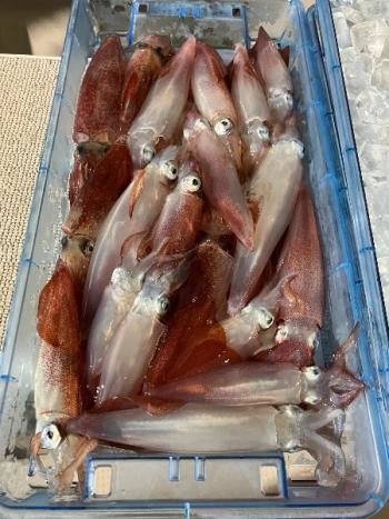 マイカ(ケンサキイカ)