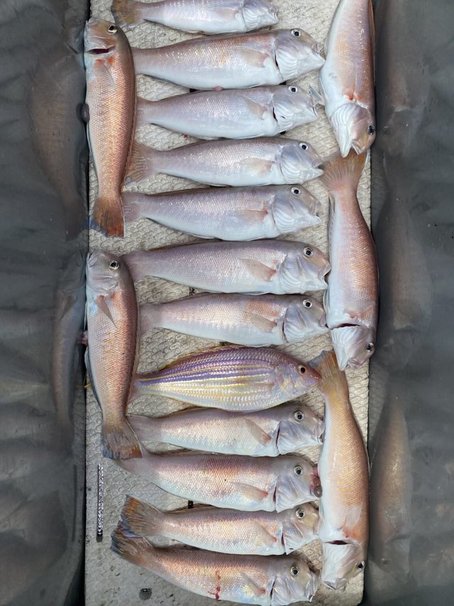 アマダイ(アカアマダイ)・イトヨリ(イトヨリダイ)