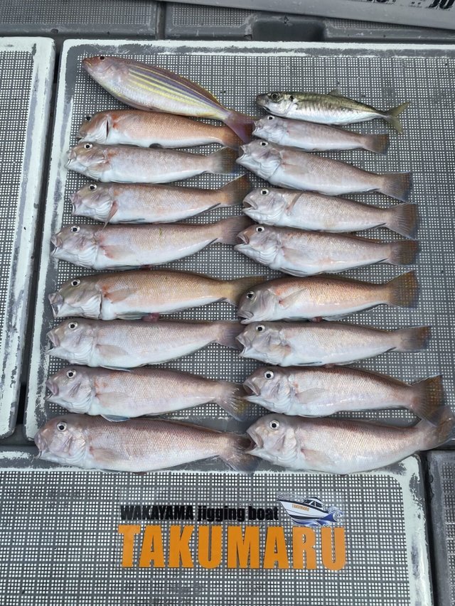 アマダイ(アカアマダイ)・イトヨリ(イトヨリダイ)