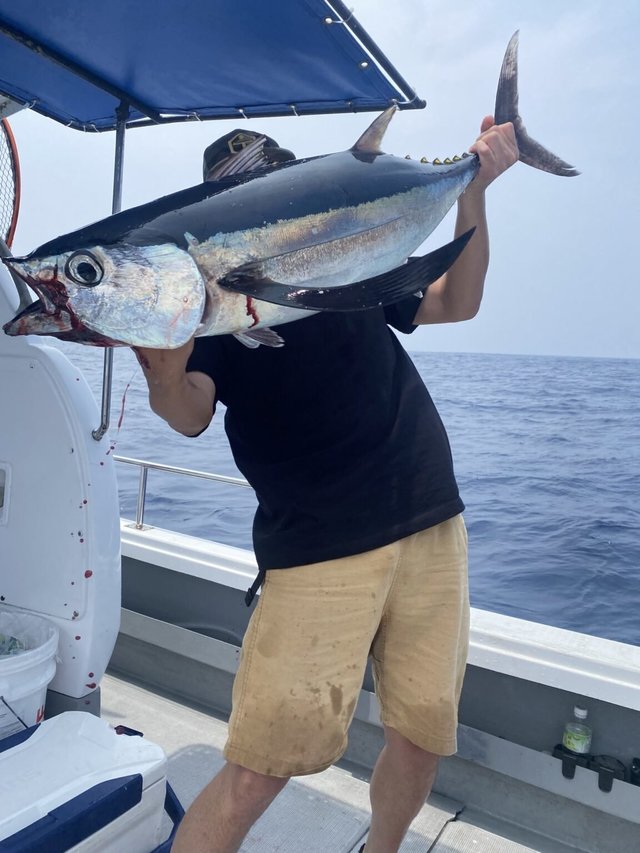 ビンチョウマグロ(ビンナガ)