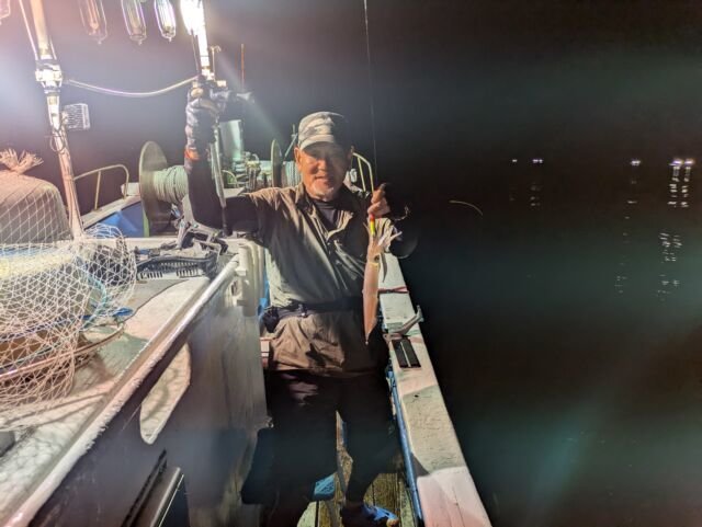 マイカ(ケンサキイカ)