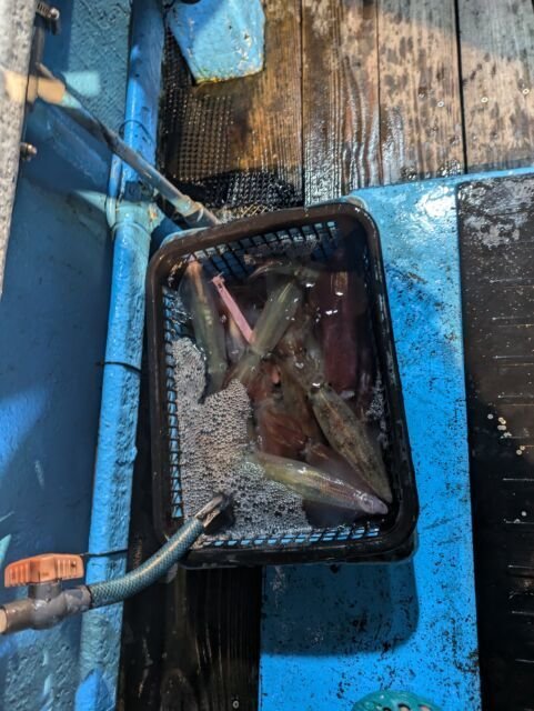 マイカ(ケンサキイカ)