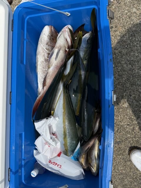 マダイ・ブリ・ヒラマサ・イサキ