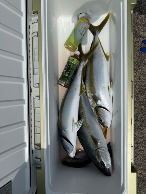 ブリ・ヒラマサ