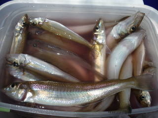 キス(シロギス)