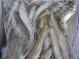 キス(シロギス)