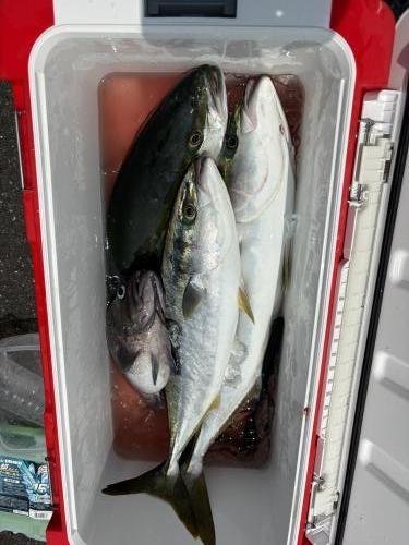 イナワラ(ブリ)