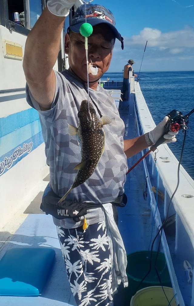 ショウサイフグ